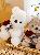 Rose teddy bear plush toy for girls Valentines Day gift,AllCute.ca